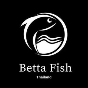 Thailand Betta Fish